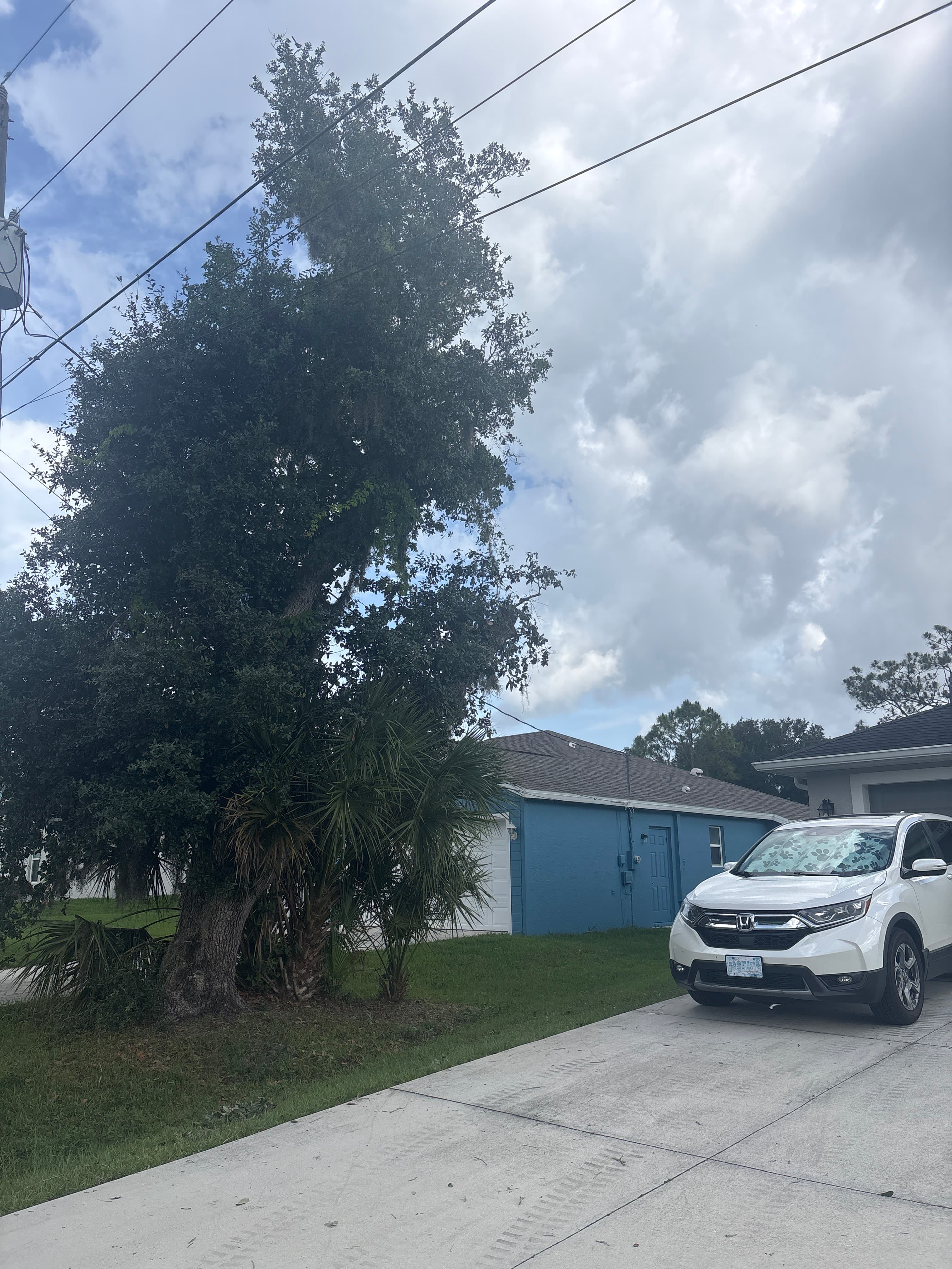 Tree Trimming